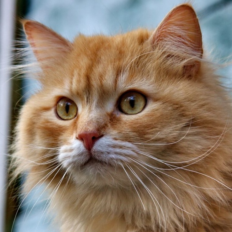 Pet