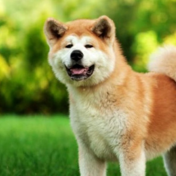 Pet