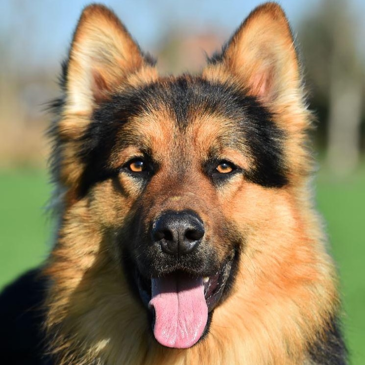 Pet
